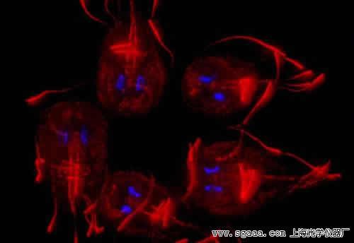 @΢R[ˮ{(ln)Zx(chng)