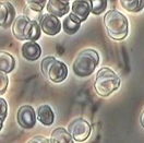 相差顯微鏡拍攝圖像3